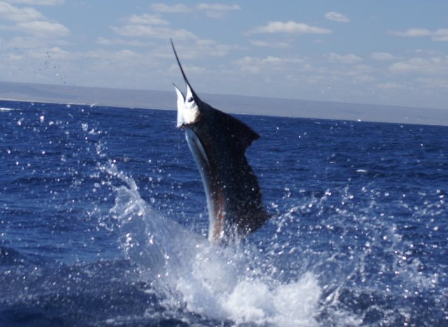 Teenager Patrick James' second Sailfish for the day!